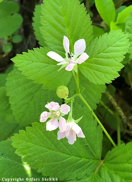 Rubus x castoreus, mesilillukka